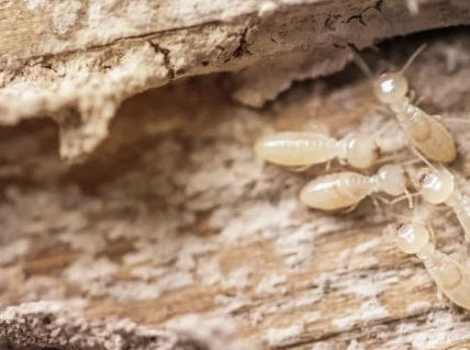 Jasa Anti Rayap: Solusi Efektif Melindungi Rumah dari Kerusakan