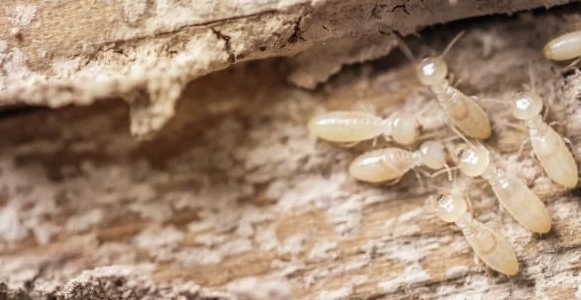 Jasa Anti Rayap: Solusi Efektif Melindungi Rumah dari Kerusakan