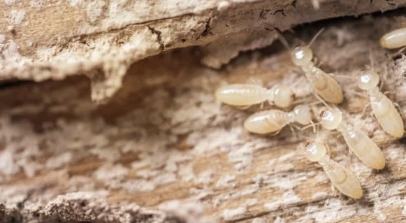 Jasa Anti Rayap: Solusi Efektif Melindungi Rumah dari Kerusakan
